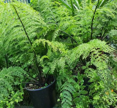 Ferns - Garden World