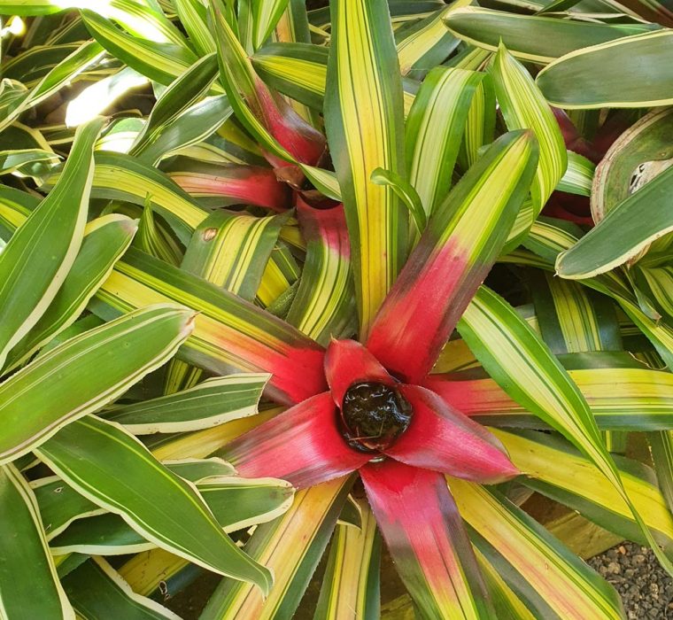 Bromeliads - Garden World